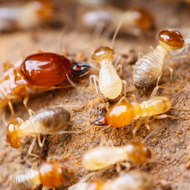 珠海市30萬元以上工程將進行強制性白蟻預防處理