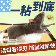 如何使用粘鼠板成功滅鼠？